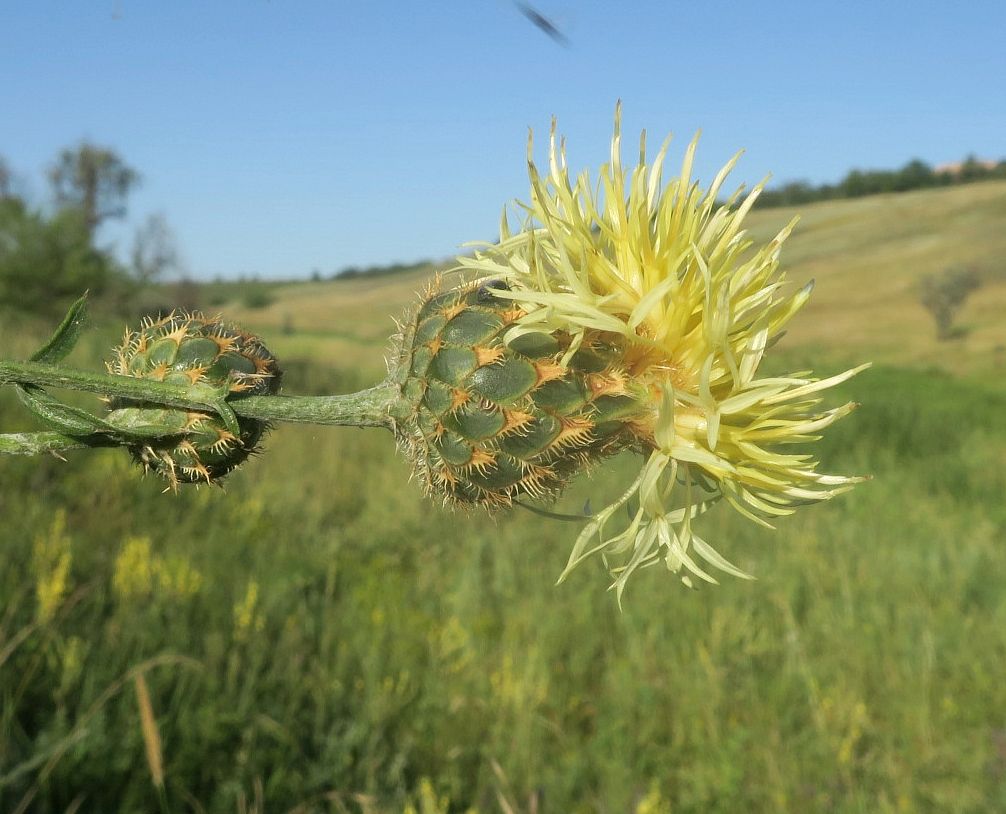 Изображение особи Centaurea rigidifolia.