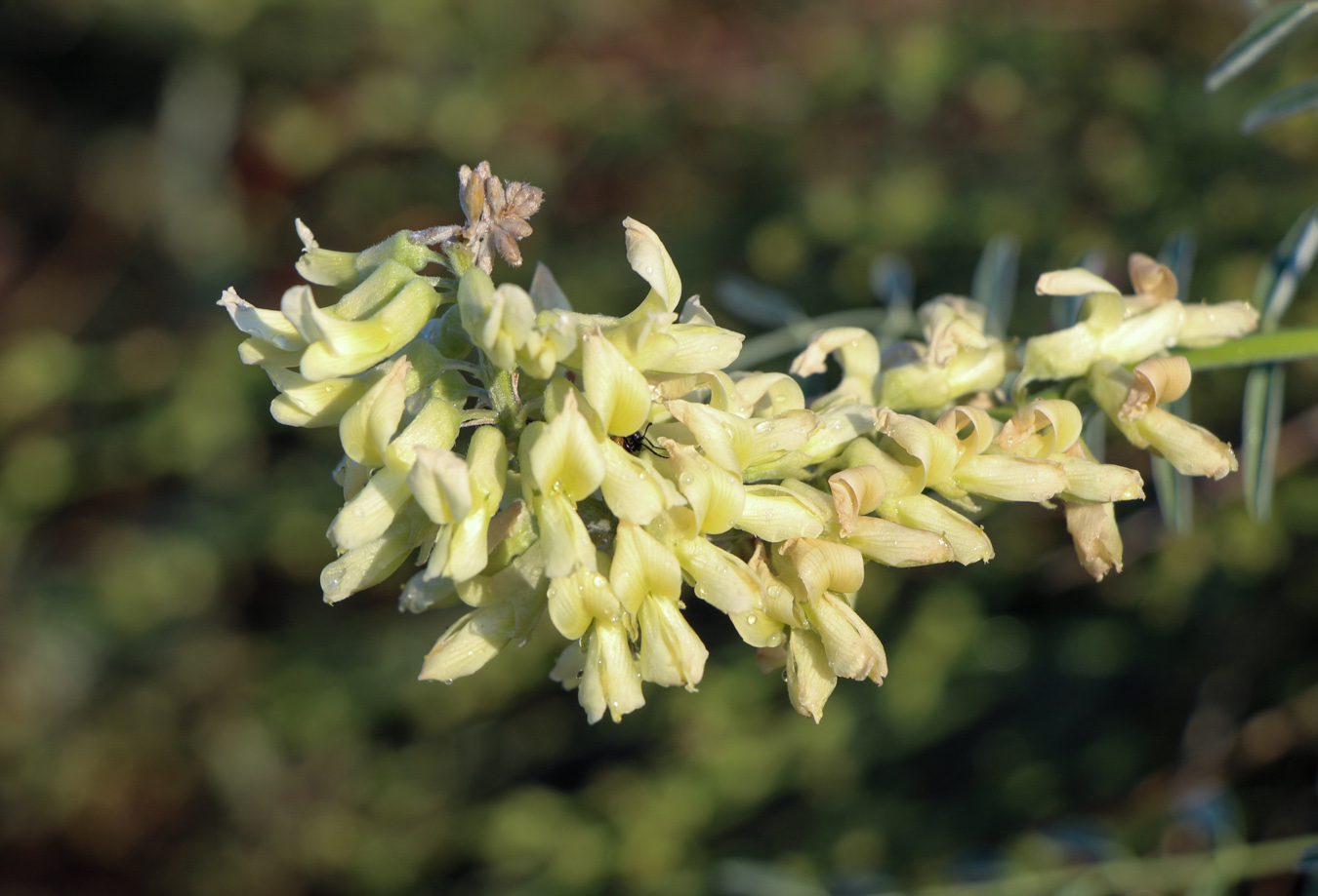 Image of Pseudosophora alopecuroides specimen.