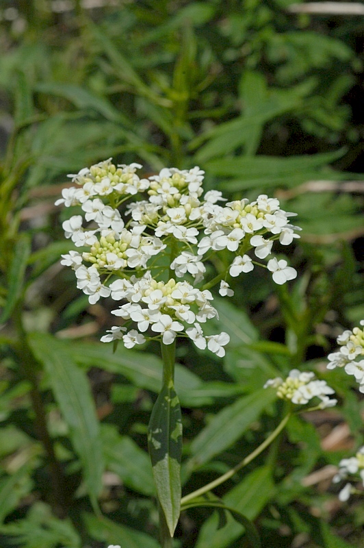 Изображение особи Eutrema integrifolium.