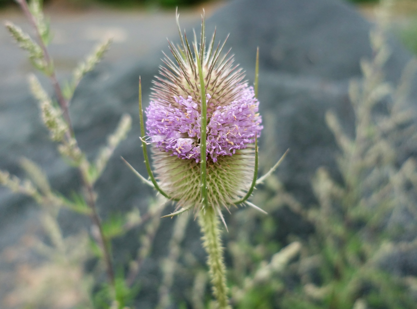 Image of Dipsacus fullonum specimen.