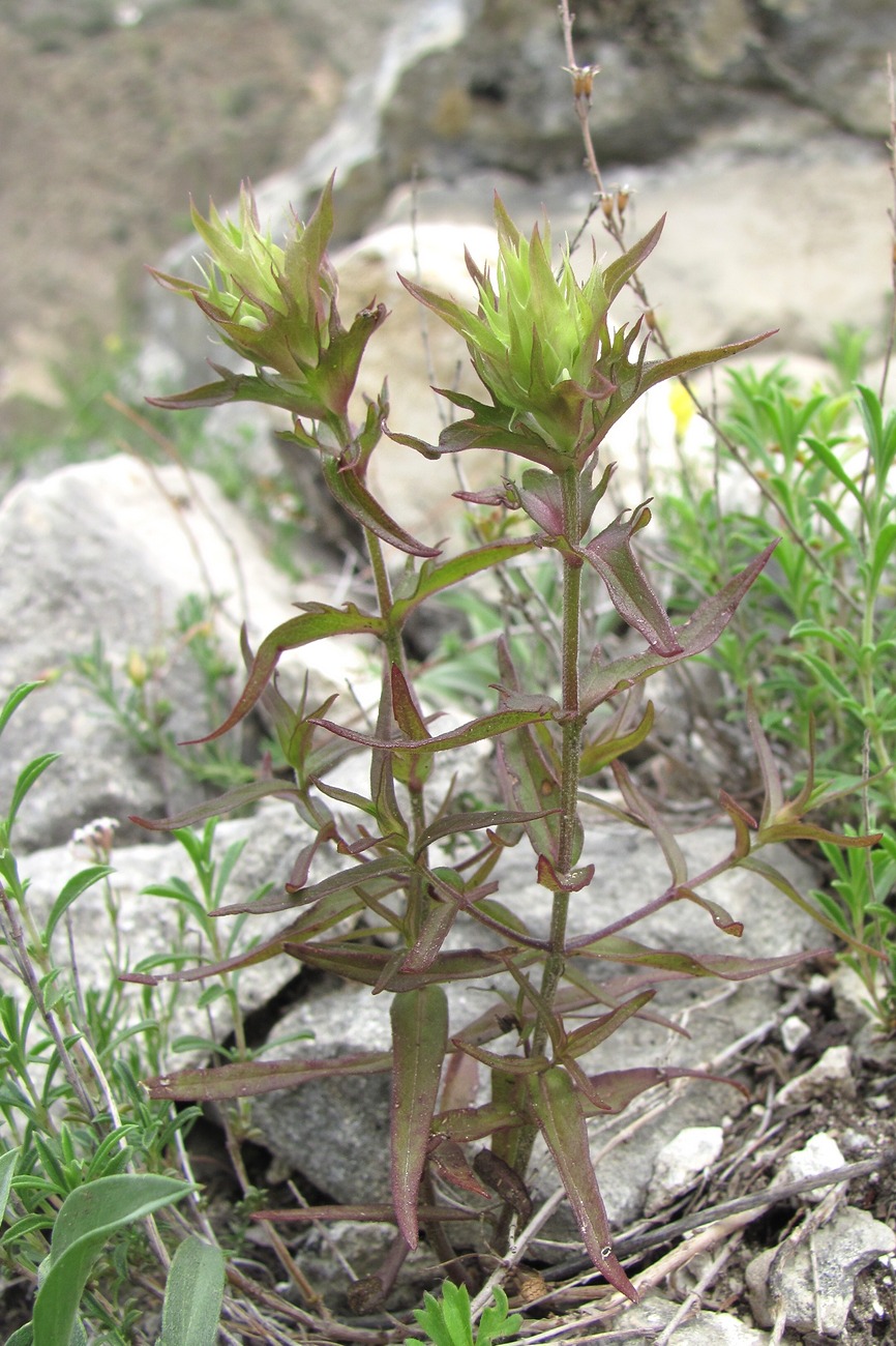 Image of genus Melampyrum specimen.