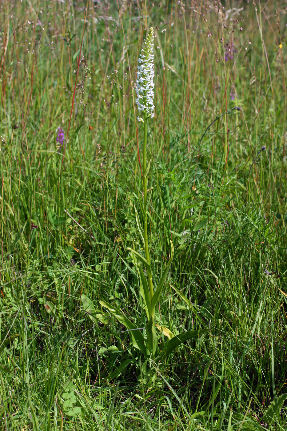 Изображение особи Gymnadenia densiflora.