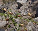 Chaenorhinum minus. Средняя часть побега со зрелыми плодами. Украина, г. Запорожье, восточная окраина, долина р. Мокрая Московка, затопленный карьер, на камнях возле воды. 14.08.2019.