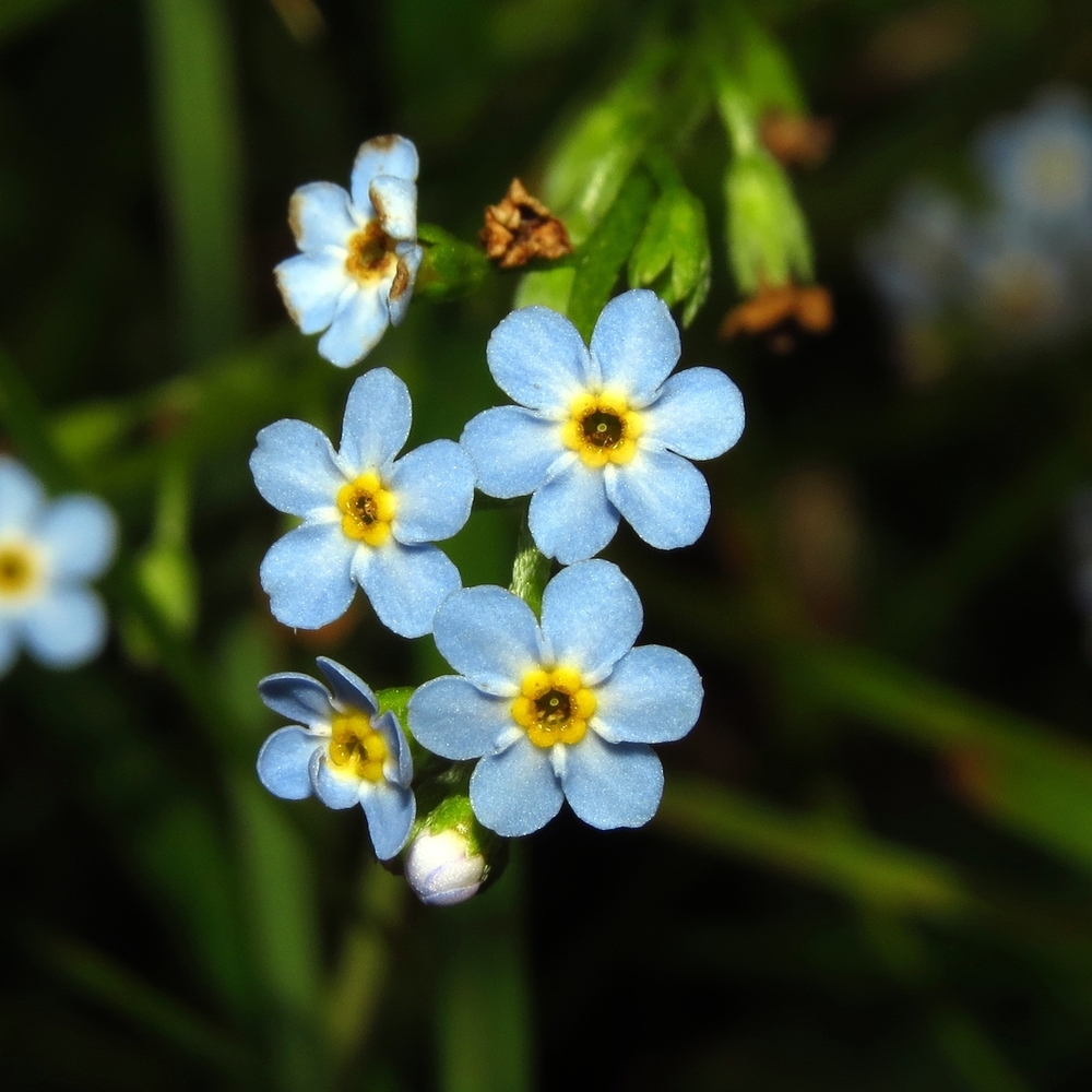 Image of Myosotis palustris specimen.