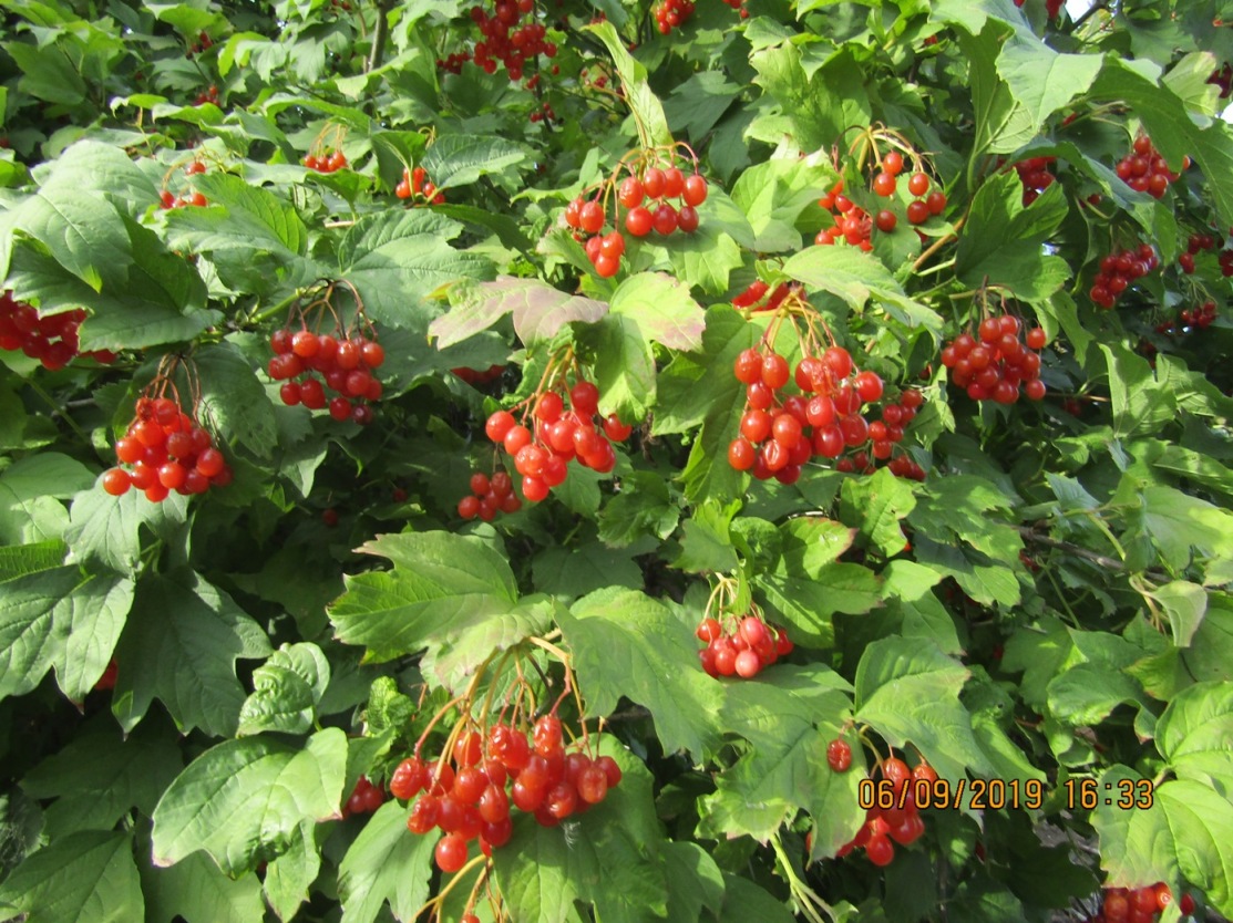 Image of Viburnum opulus specimen.