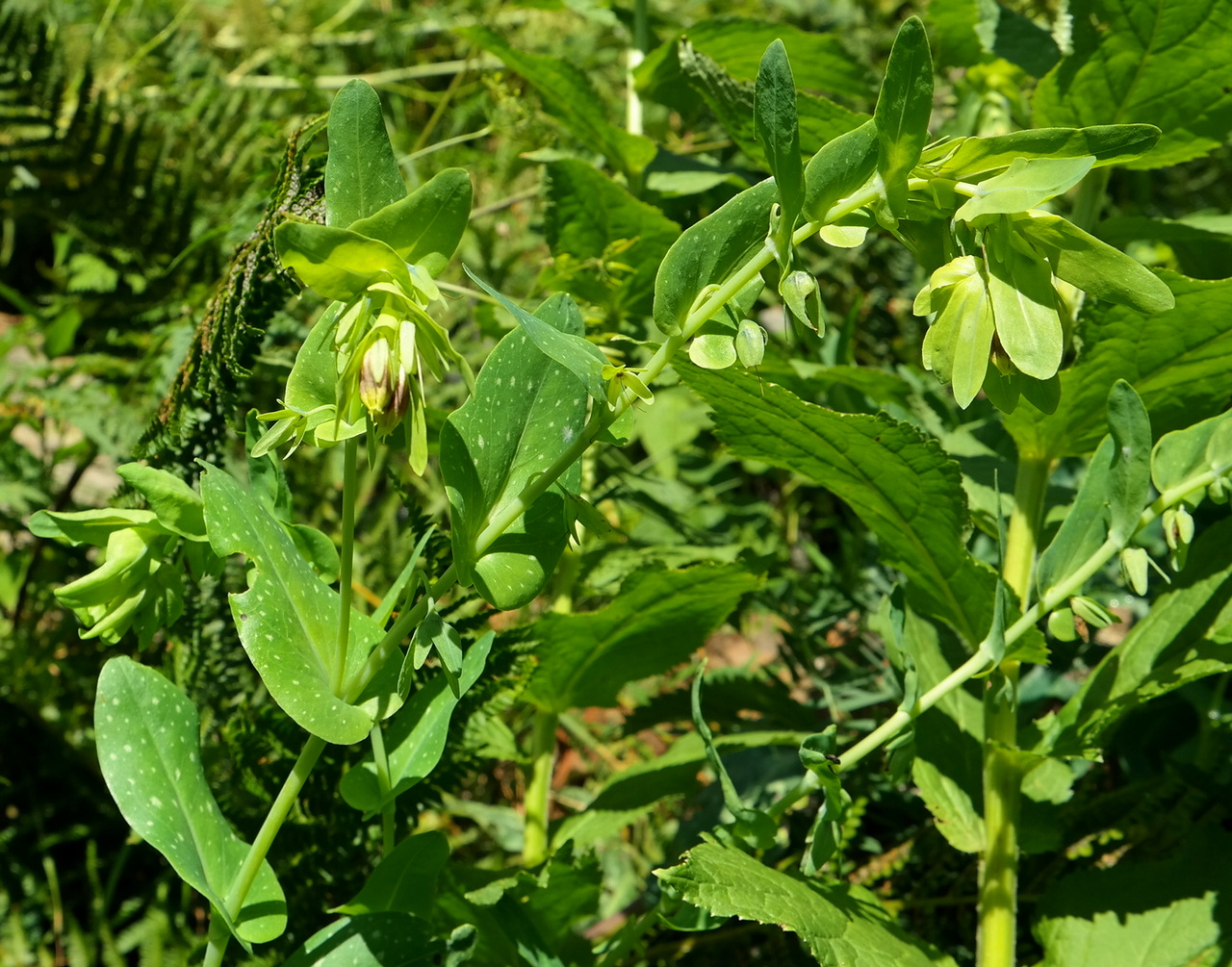 Image of Cerinthe glabra ssp. caucasica specimen.