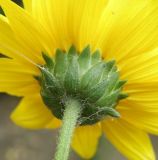 Helianthus rigidus ssp. subrhomboideus