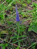 Veronica spicata ssp. bashkiriensis