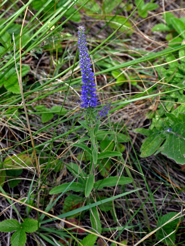 Image of Veronica spicata ssp. bashkiriensis specimen.