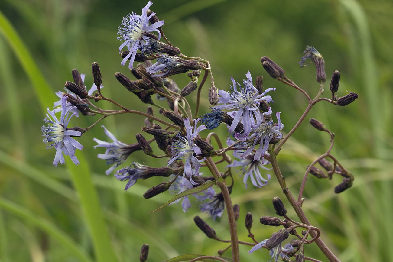 Изображение особи Lactuca sibirica.