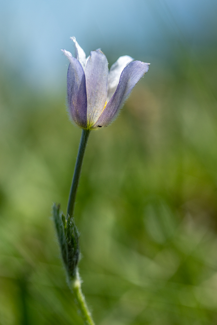 Изображение особи Pulsatilla violacea.