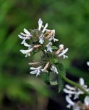 Betonica scardica