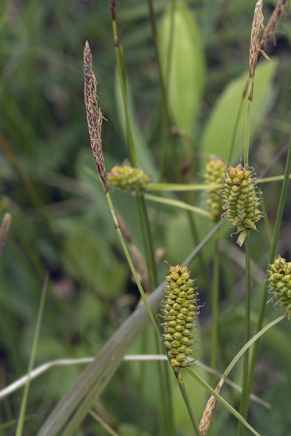 Изображение особи Carex schmidtii.