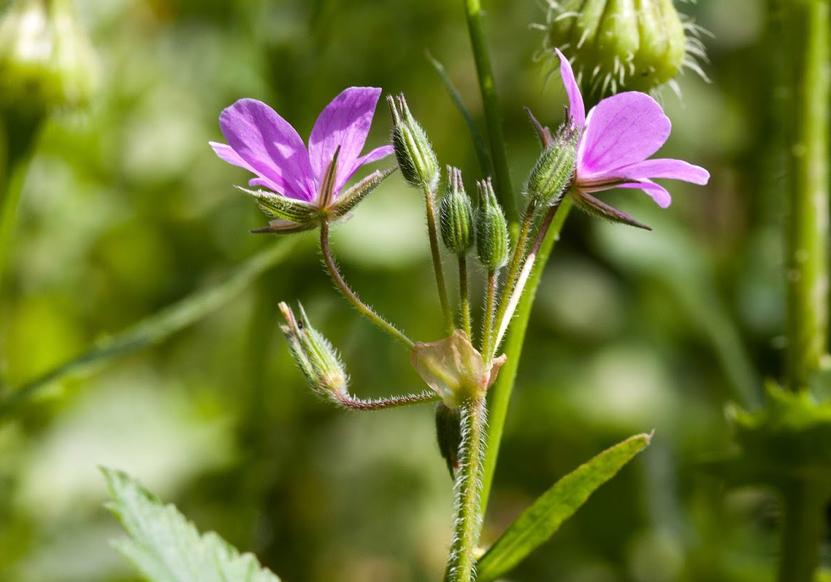 Изображение особи род Erodium.