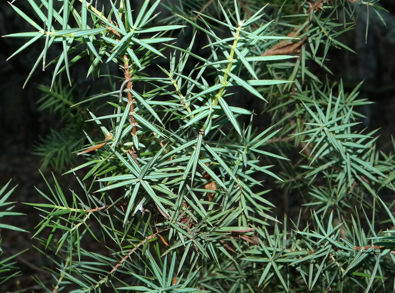 Изображение особи Juniperus deltoides.