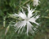 Dianthus pseudosquarrosus