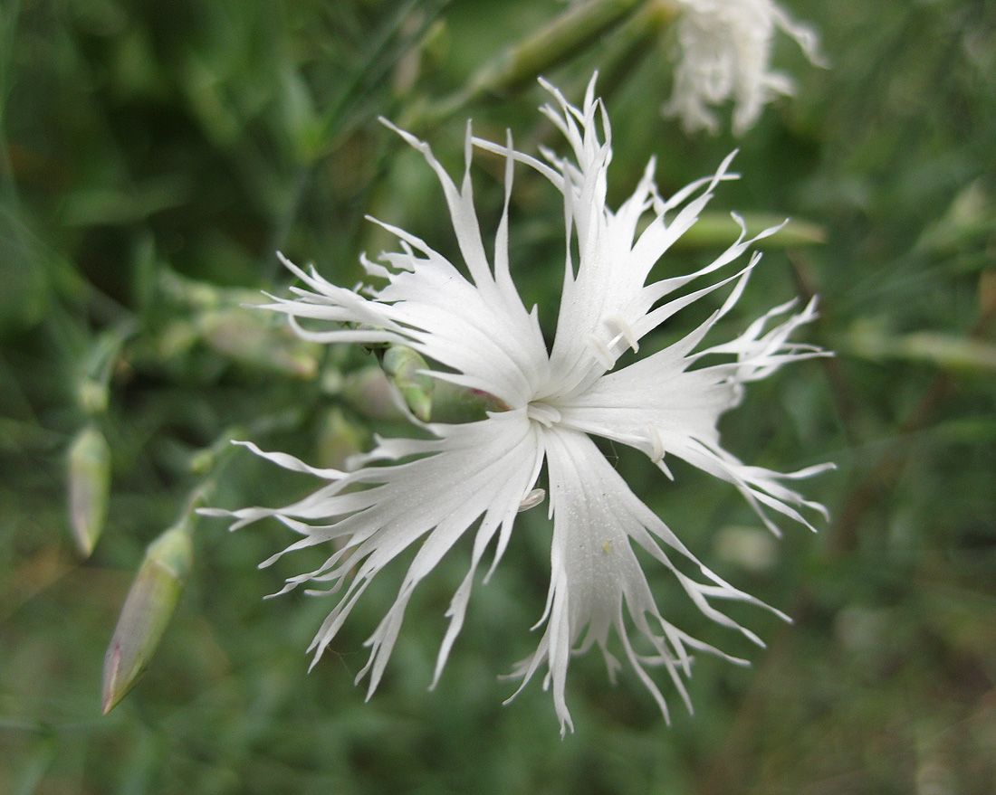 Image of Dianthus pseudosquarrosus specimen.