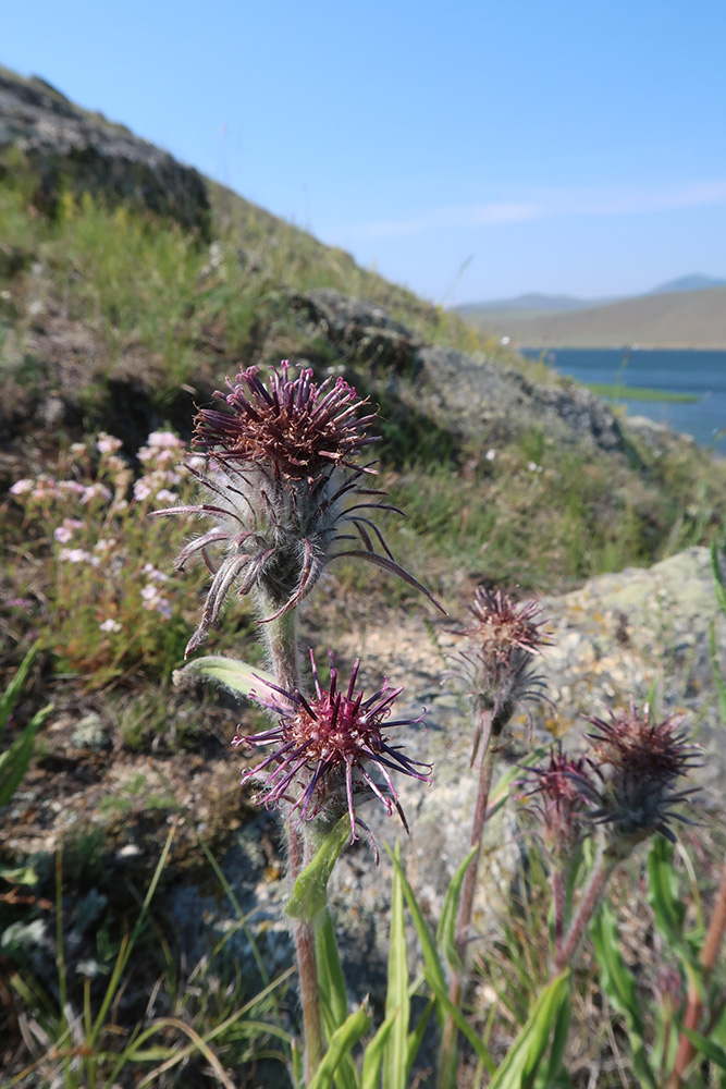 Изображение особи Saussurea schanginiana.