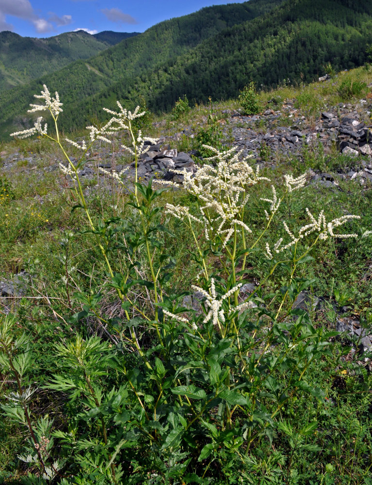 Изображение особи Aconogonon alpinum.