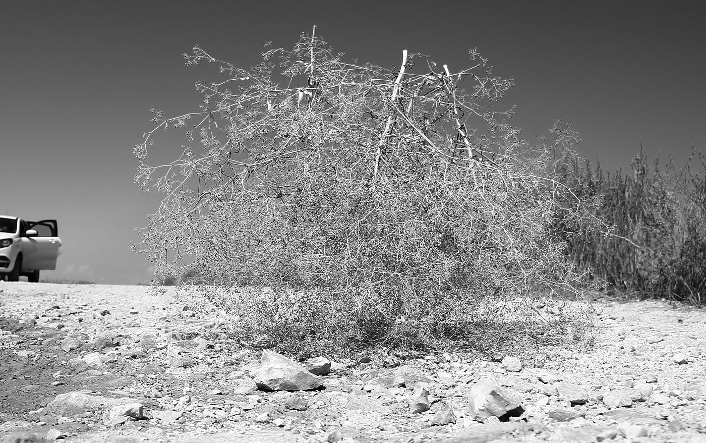 Image of Gypsophila paniculata specimen.