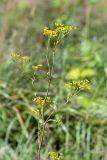 Pastinaca sylvestris. Верхушка цветущего и плодоносящего растения. Ленинградская обл., Ломоносовский р-н, долина р. Шингарка, разнотравный луг на известняке. 06.08.2019.