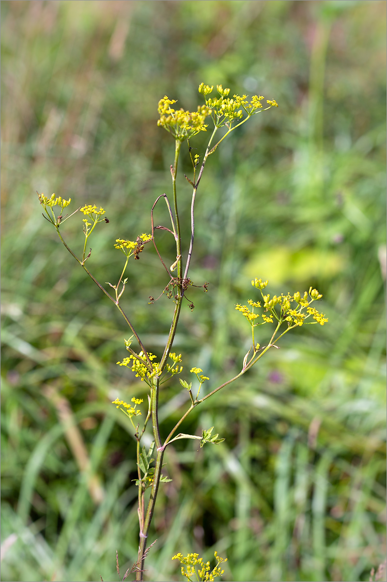 Изображение особи Pastinaca sylvestris.
