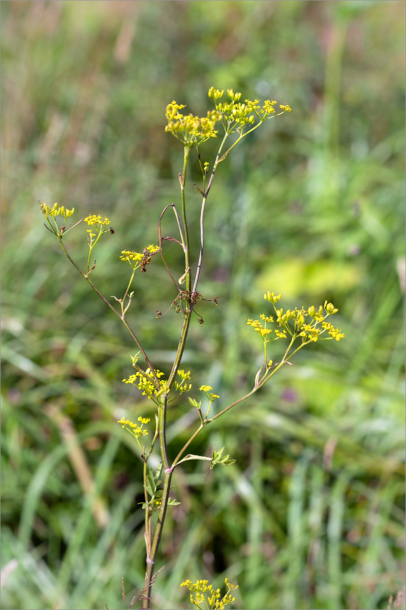 Изображение особи Pastinaca sylvestris.