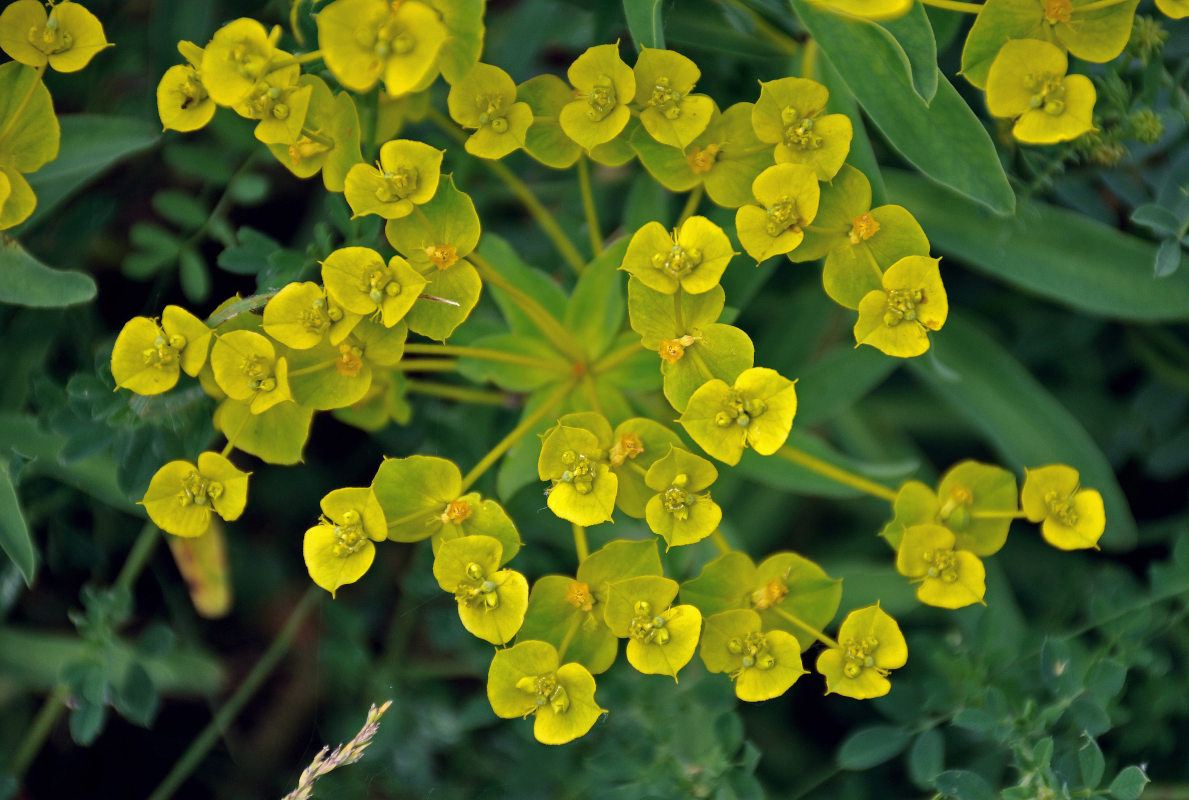 Изображение особи Euphorbia stepposa.