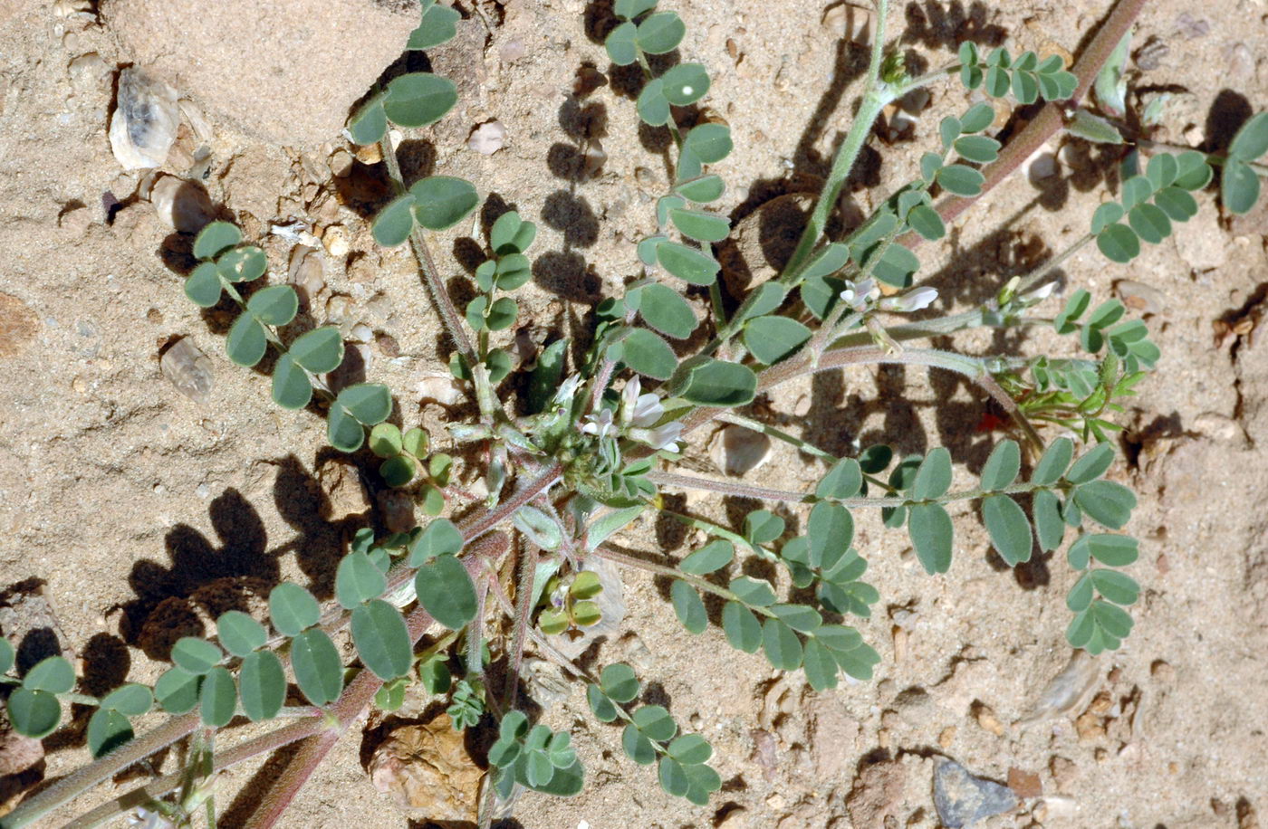 Изображение особи Astragalus ammophilus.