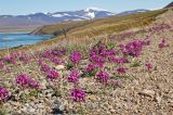 Erysimum pallasii