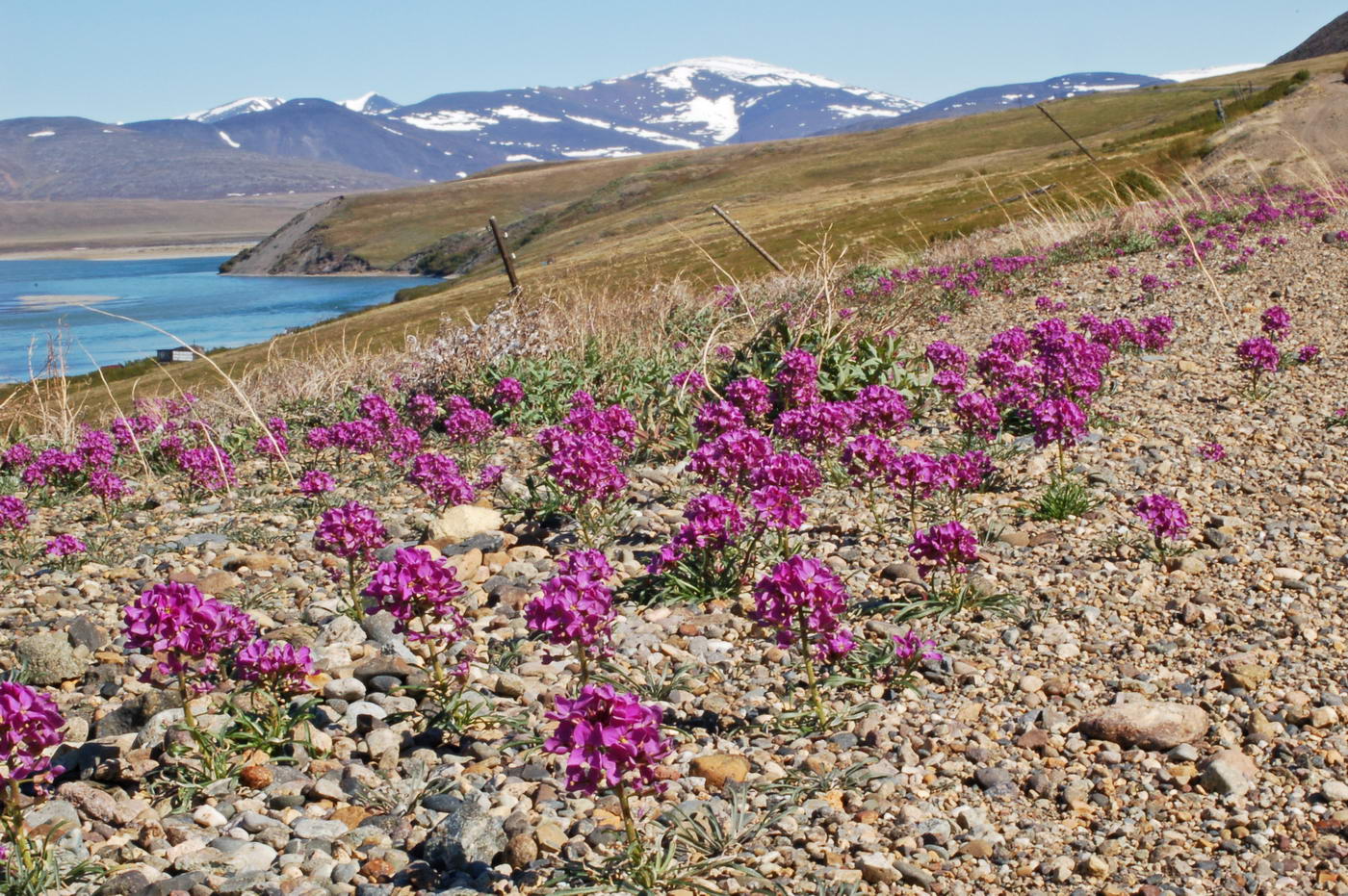 Изображение особи Erysimum pallasii.