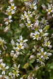 Erophila verna