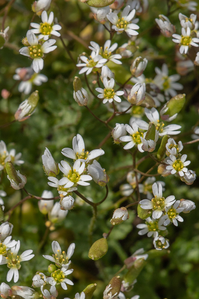 Image of Erophila verna specimen.