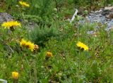 Sonchus arenicola. Верхушки побегов с бутонами и соцветиями. Приморский край, Владивостокский ГО, о. Рикорда, юго-восточное побережье, бухта Восточная, галечный пляж. 03.08.2019.