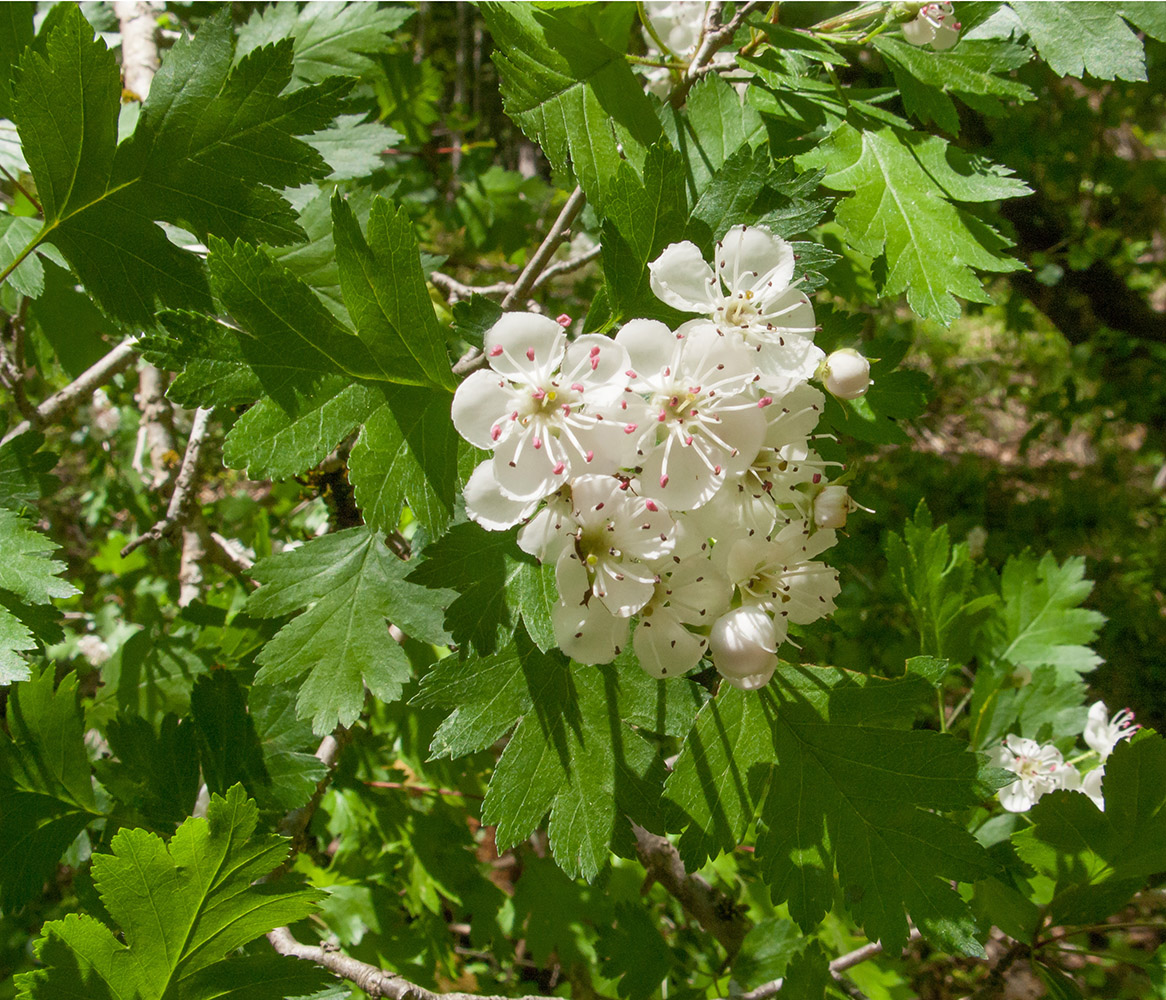 Изображение особи род Crataegus.