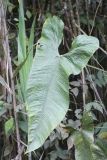 Anthurium argyrostachyum