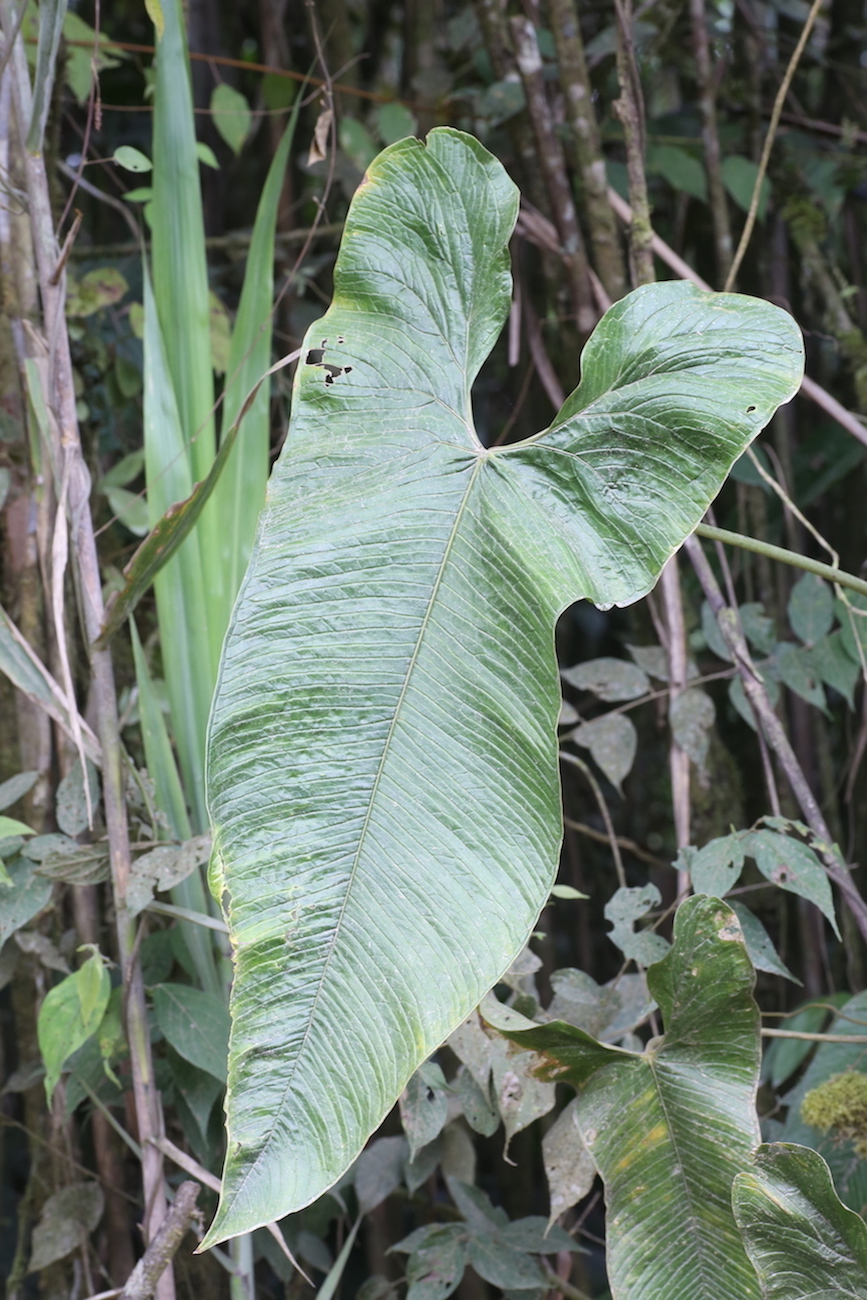 Изображение особи Anthurium argyrostachyum.