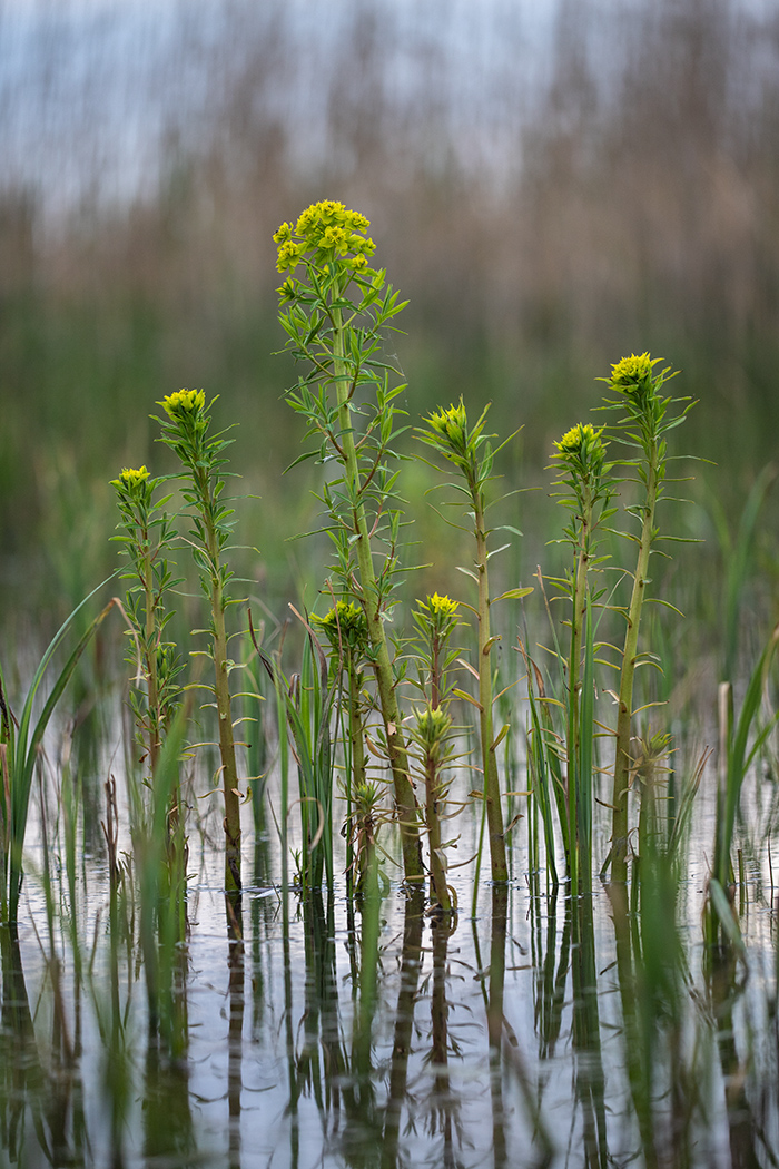 Изображение особи Euphorbia palustris.