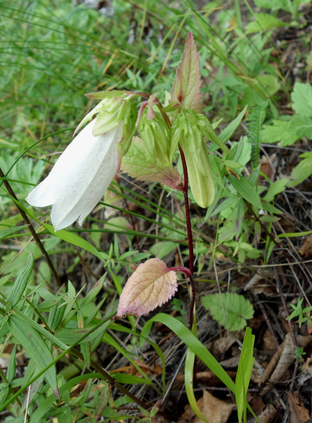 Image of Campanula punctata specimen.