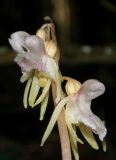 Image of taxon representative. Author is Яна Лисицкая