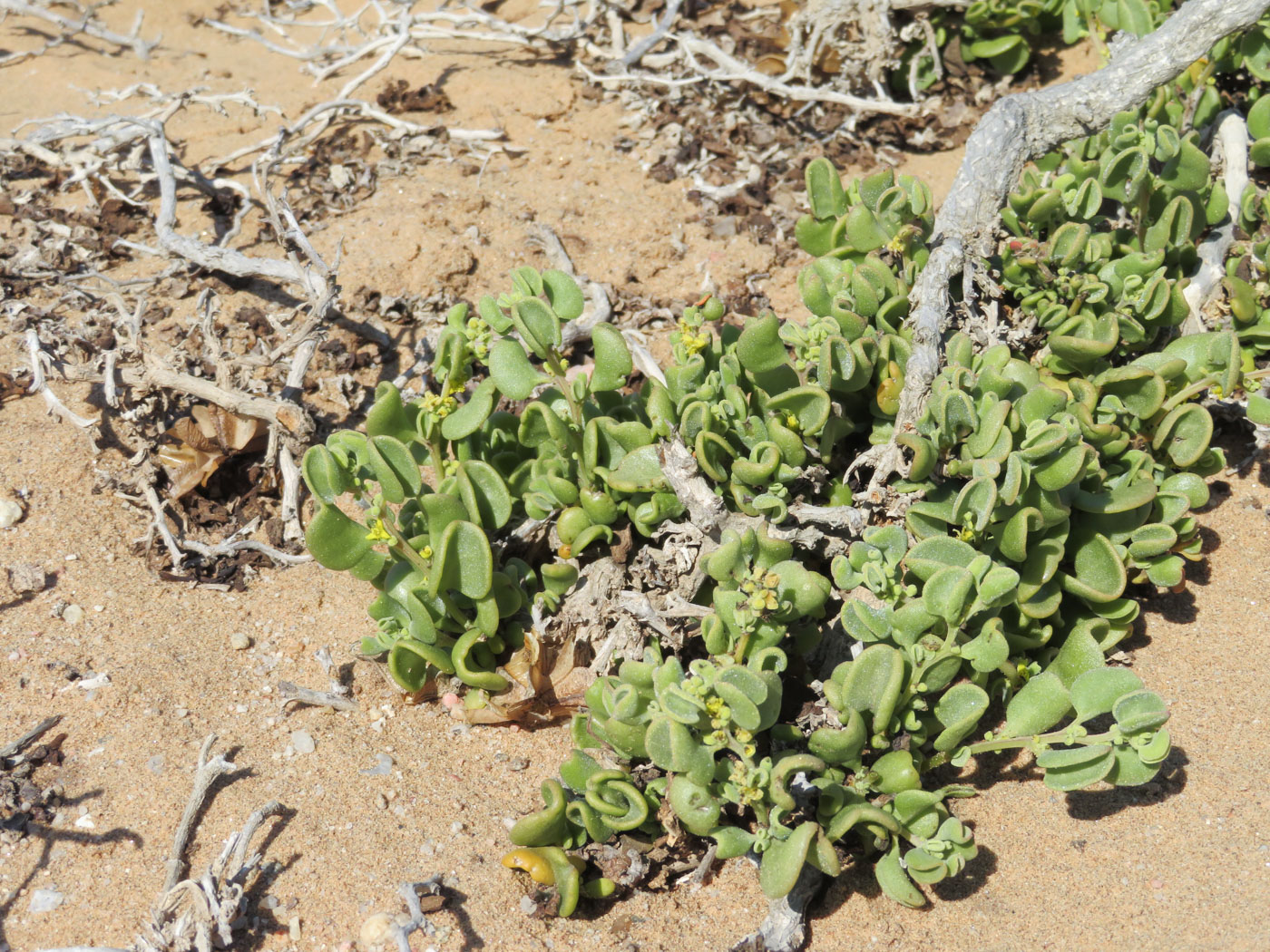 Image of Tetragonia decumbens specimen.