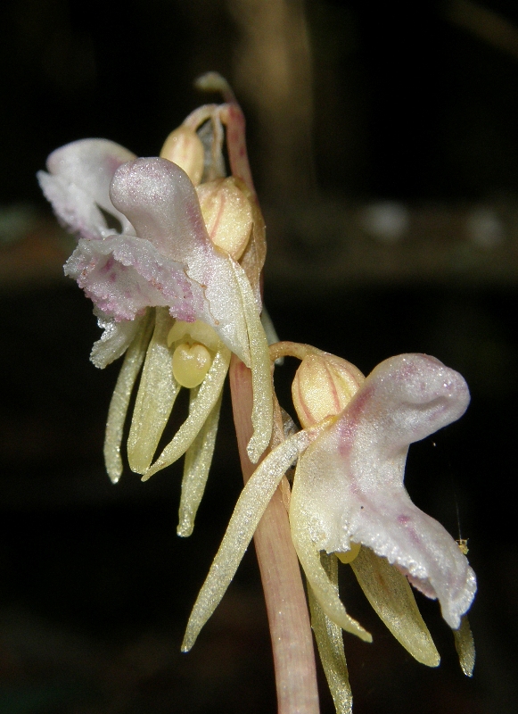 Image of Epipogium aphyllum specimen.