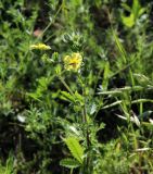 Potentilla recta. Верхушка цветущего растения. Москва, ЮВАО, р-н Текстильщики, луговина вдоль Волгоградского пр-та. 22.06.2020.