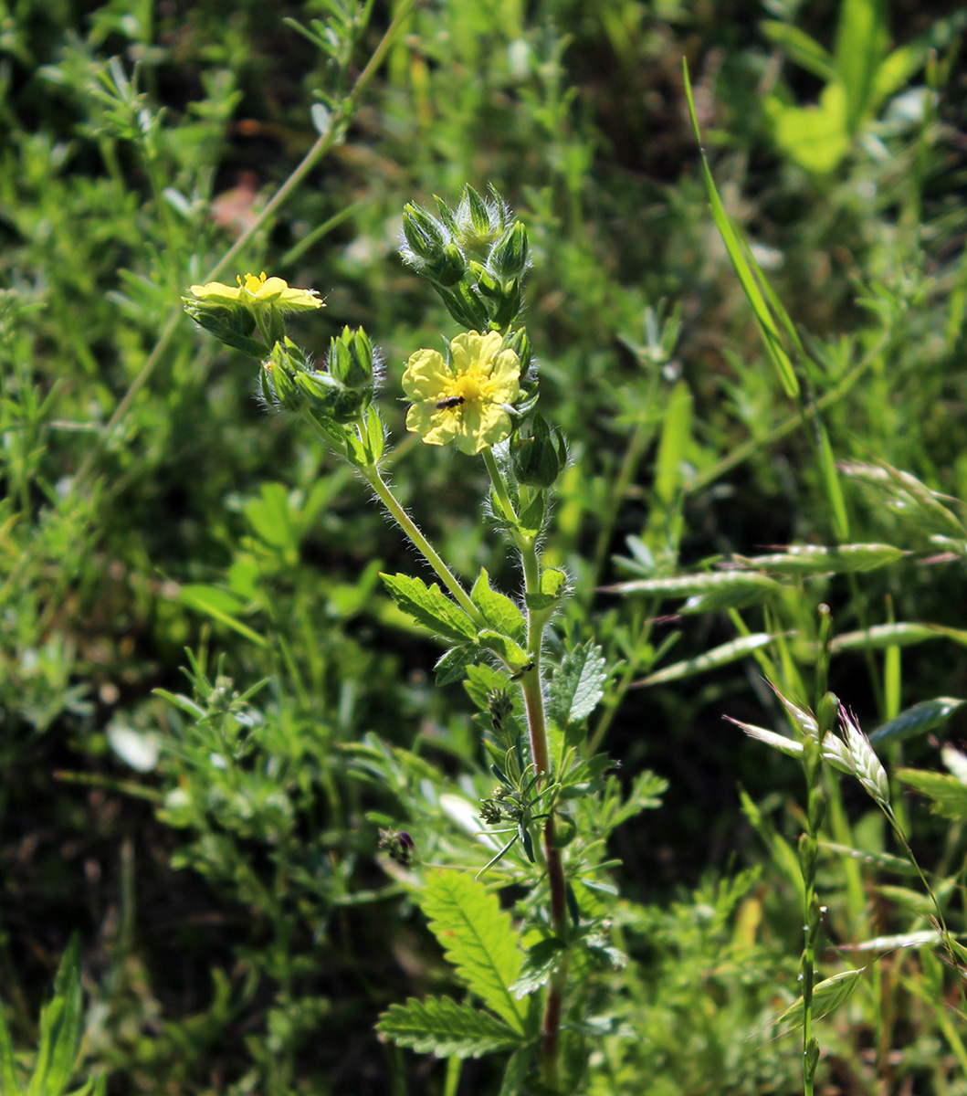 Изображение особи Potentilla recta.