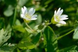 Cerastium purpurascens. Цветки и бутон. Адыгея, Кавказский биосферный заповедник, плато Лаго-Наки, 2040 м н.у.м., субальпийский луг. 04.07.2020.