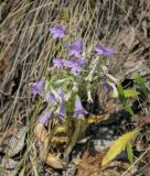 Campanula sibirica. Цветущее растение. Пермский край, Кунгурский р-н, окр. с. Филипповка, гора Ледяная, крутой склон, обнажения гипса. 18.07.2020.