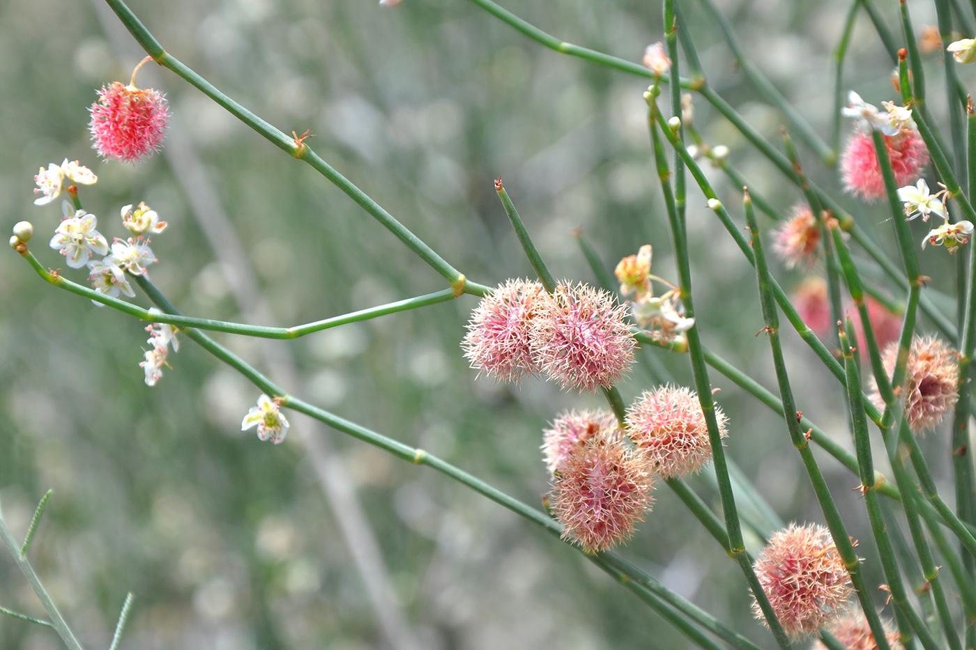 Изображение особи Calligonum polygonoides.