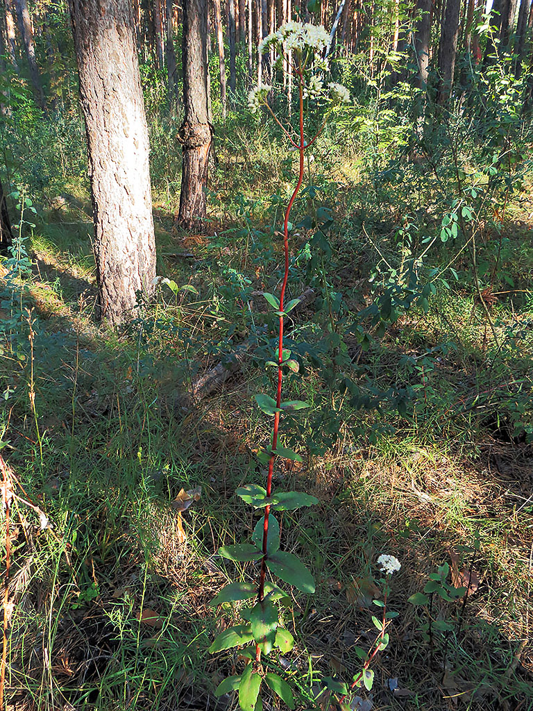 Image of Hylotelephium maximum specimen.