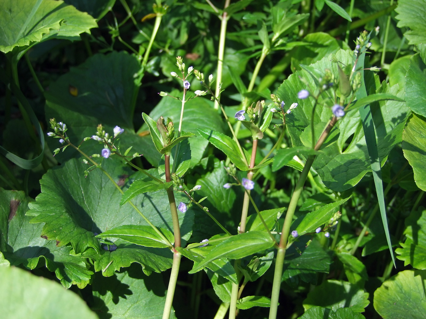 Image of Veronica americana specimen.