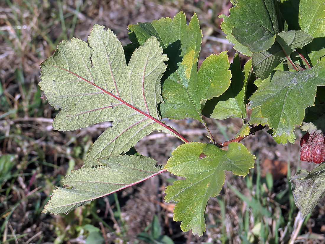 Image of Crataegus maximowiczii specimen.